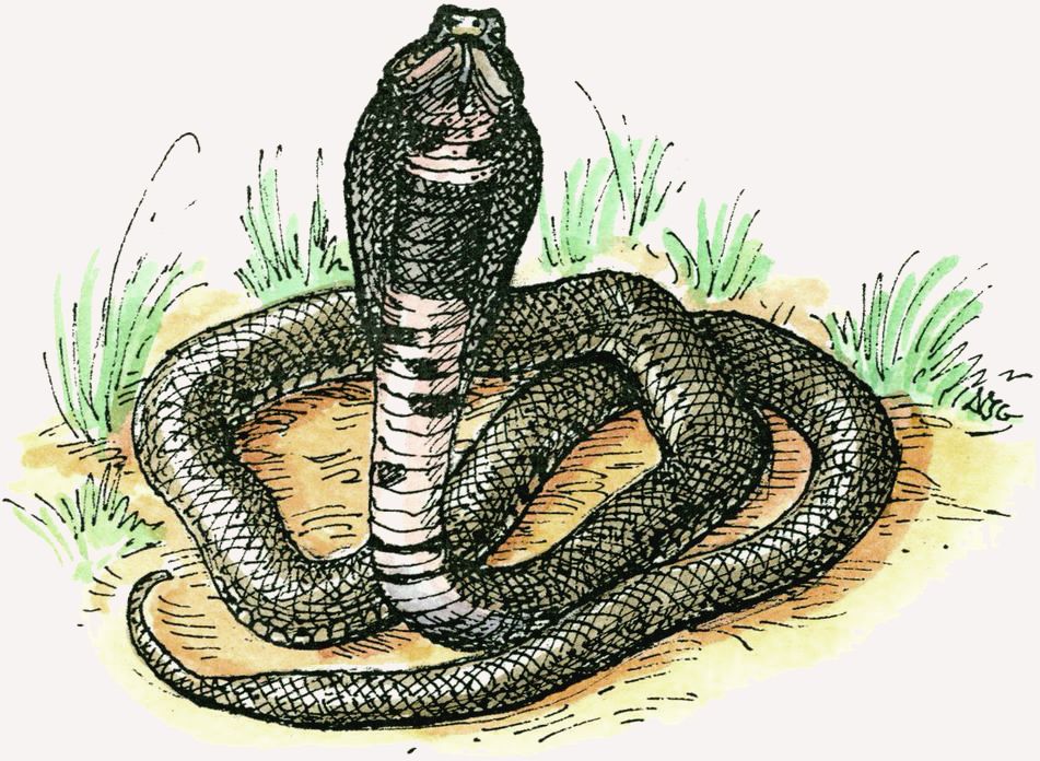 Cobra