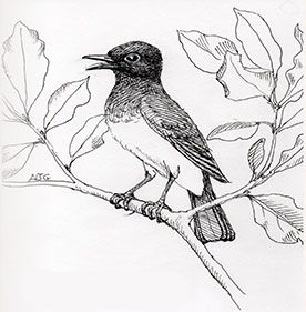 Common Bulbul illustration