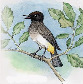 Common Bulbul