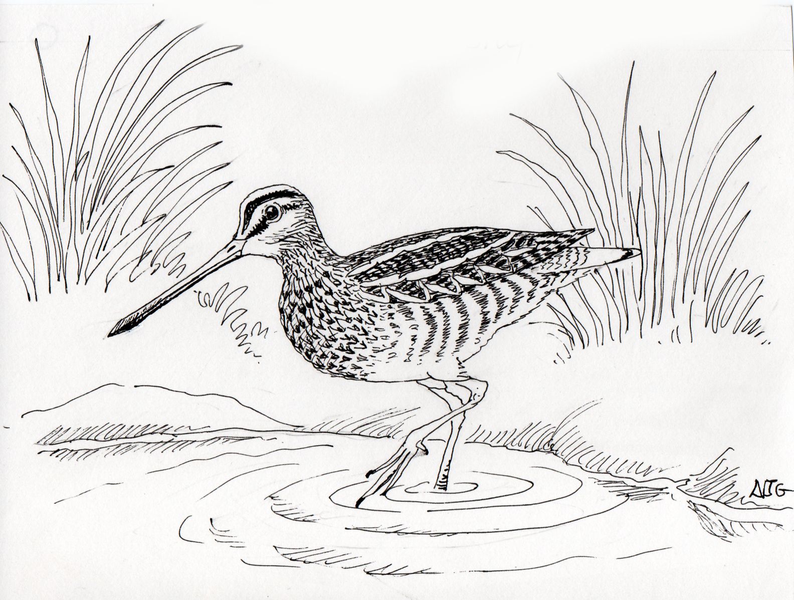 Common Snipe illustration