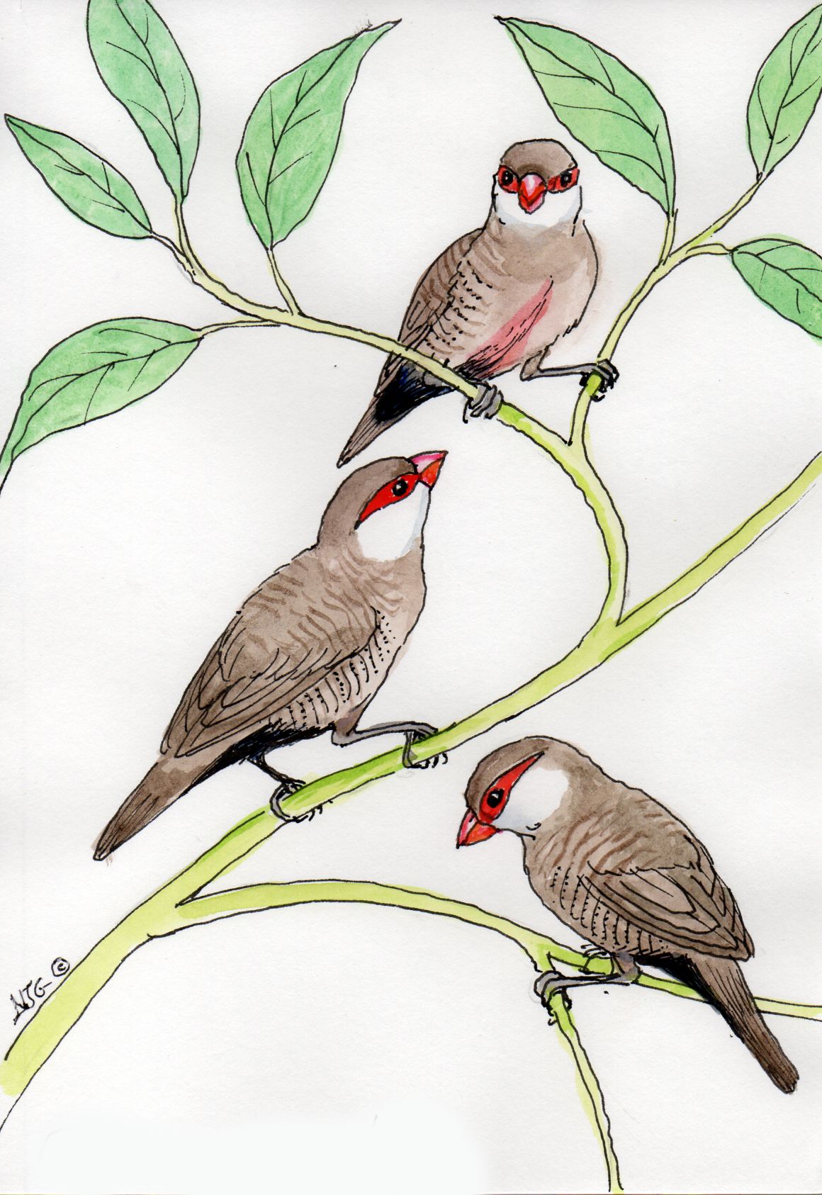 Common Waxbill