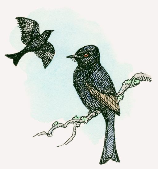 Common Drongo