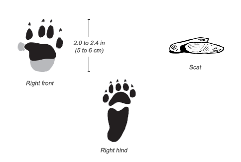 Crested Porcupine tracks and scat