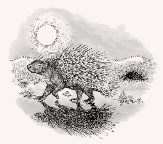 Crested Porcupine illustration