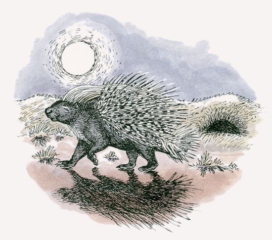 Crested Porcupine