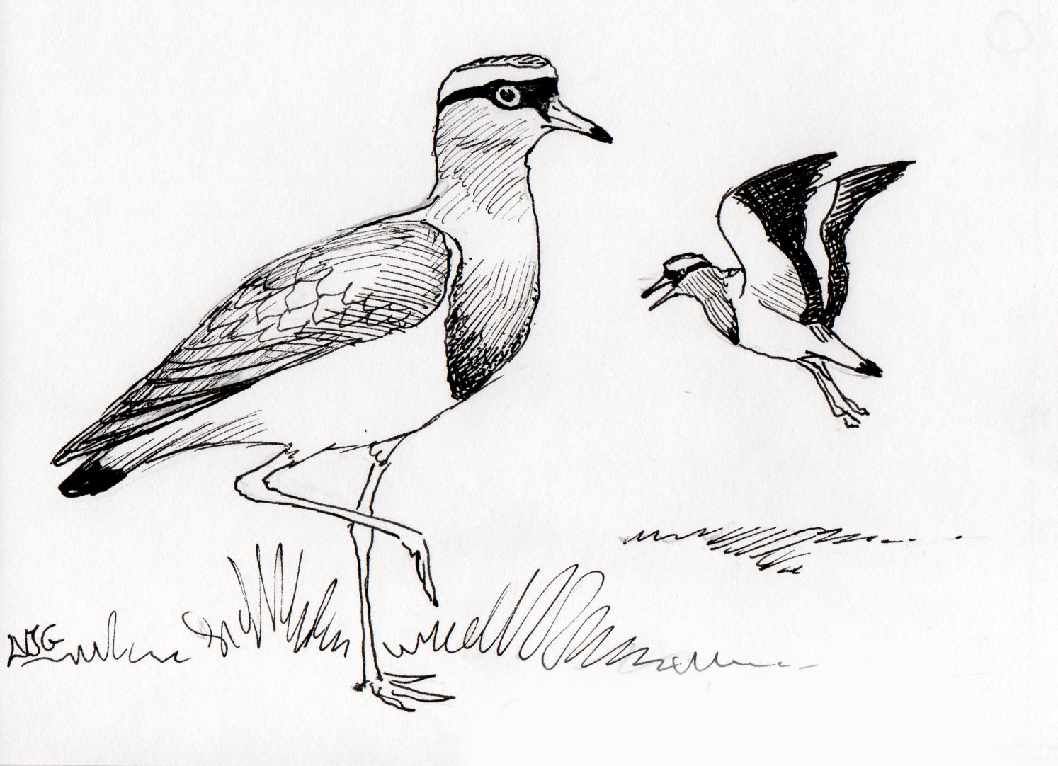 Crowned Lapwing (Plover) illustration