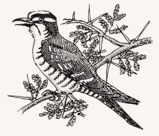 Diederik Cuckoo illustration