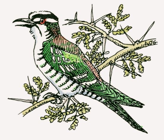 Diederik Cuckoo