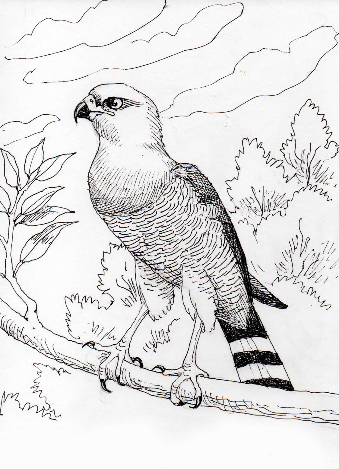 Eastern chanting goshawk illustration
