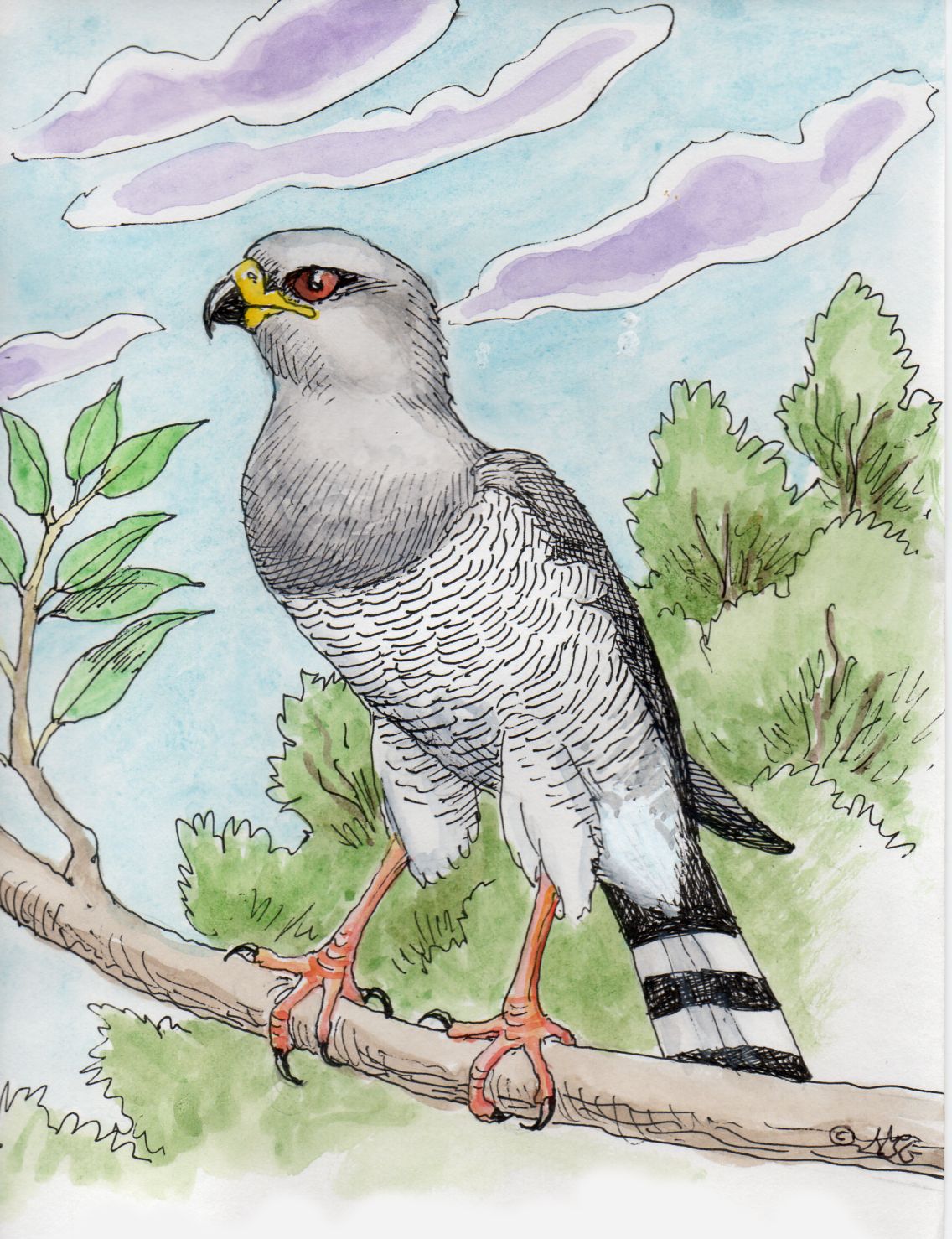 Eastern chanting goshawk