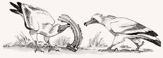 Egyptian Vulture illustration