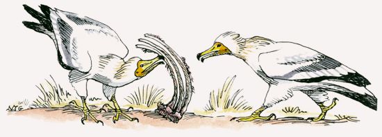 Egyptian Vulture