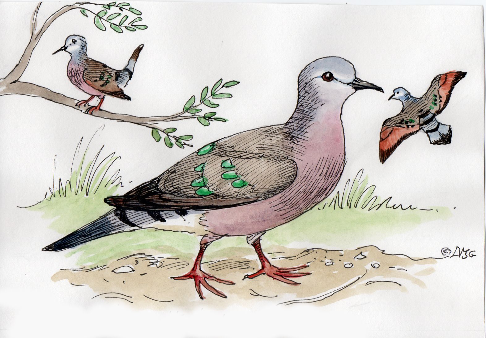 Emerald-Spotted Wood Dove