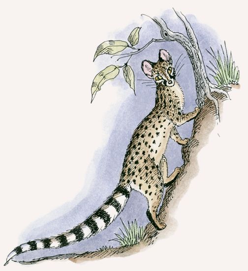 Common Genet