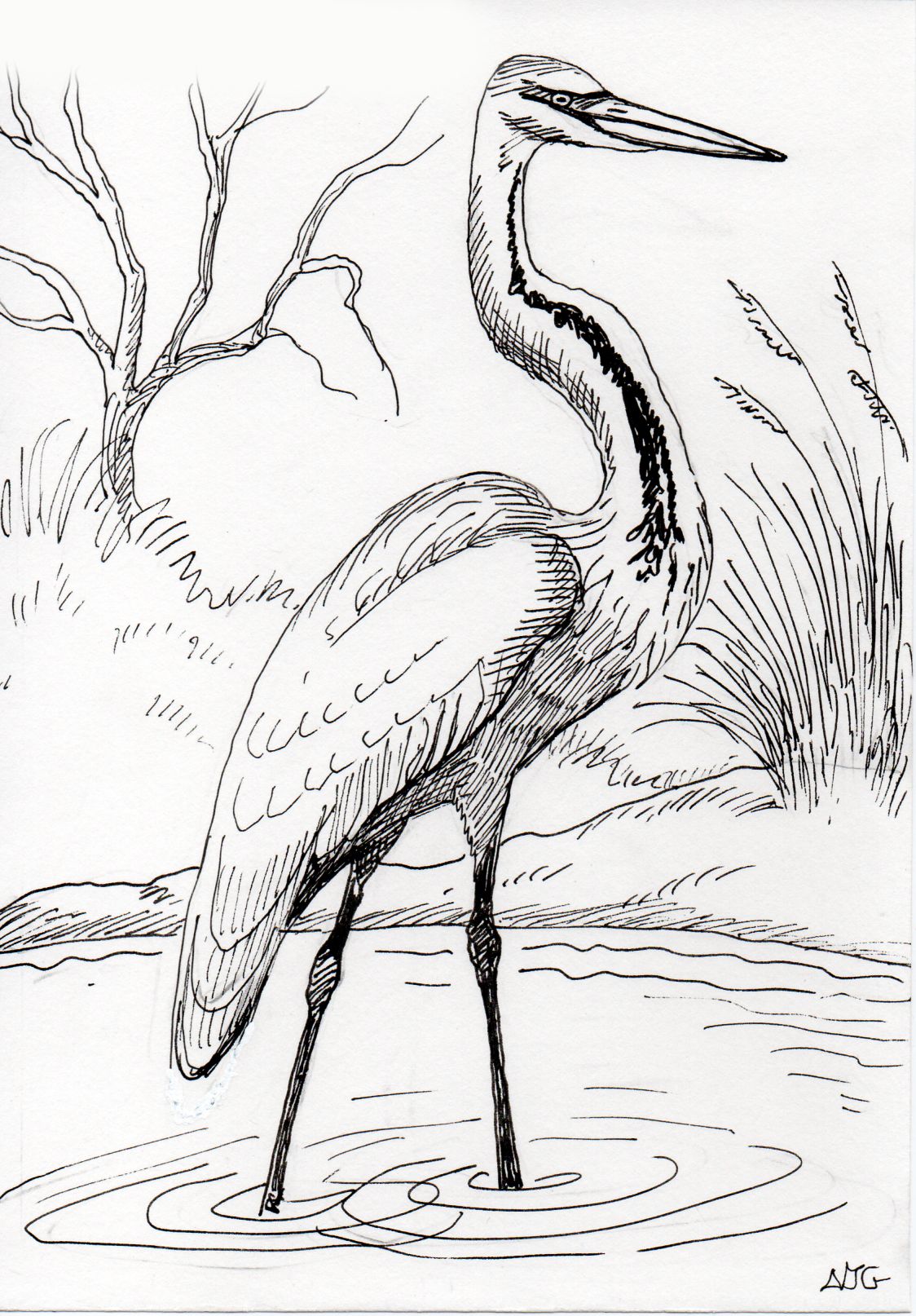 Goliath Heron illustration
