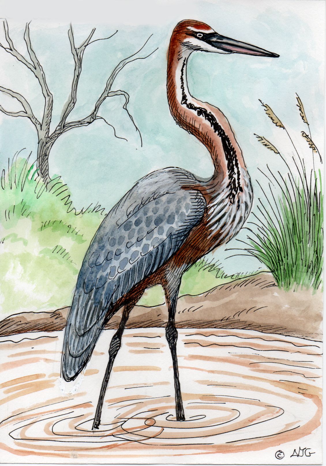 Goliath Heron
