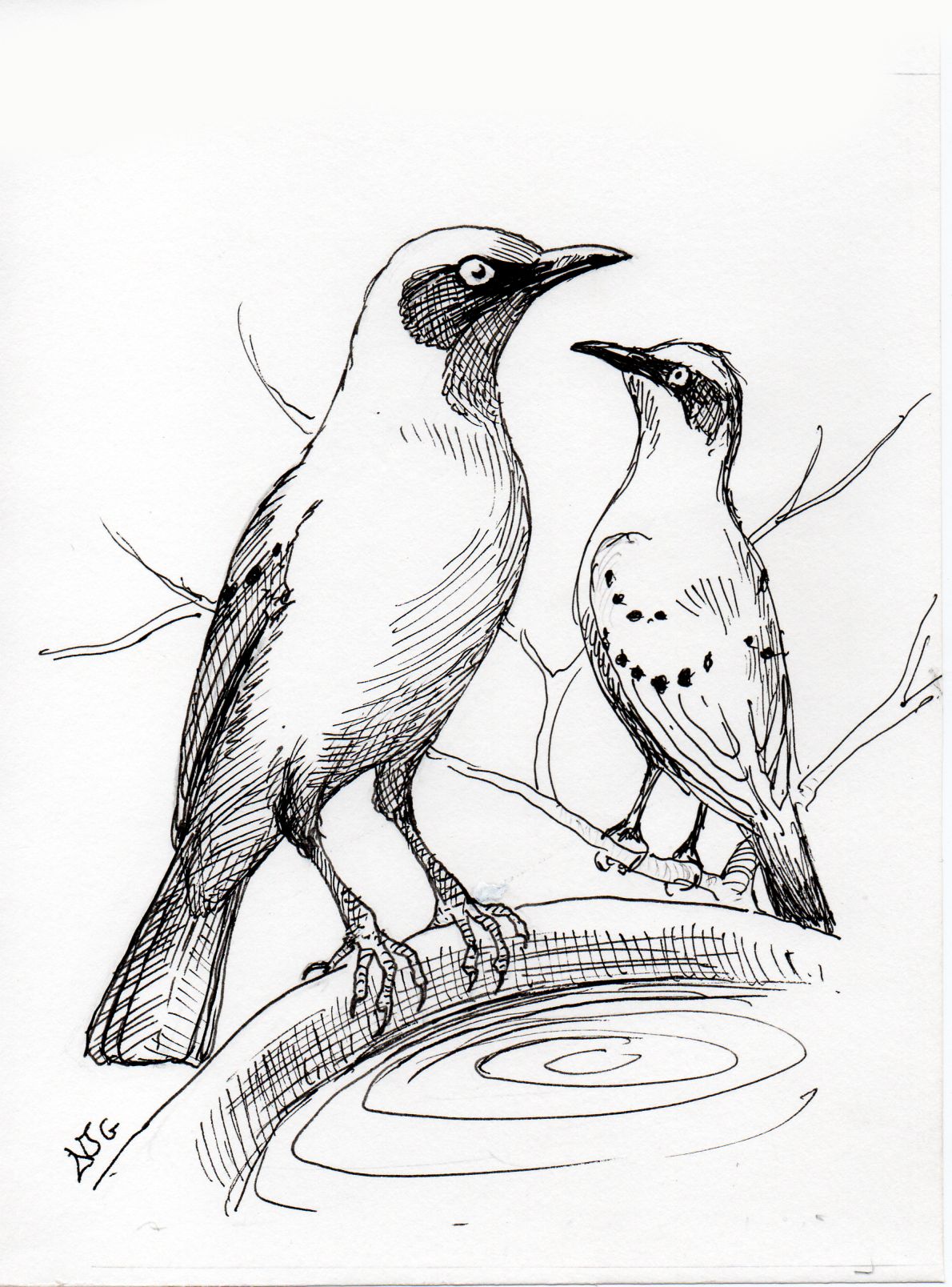 Greater Blue-Eared Starling illustration