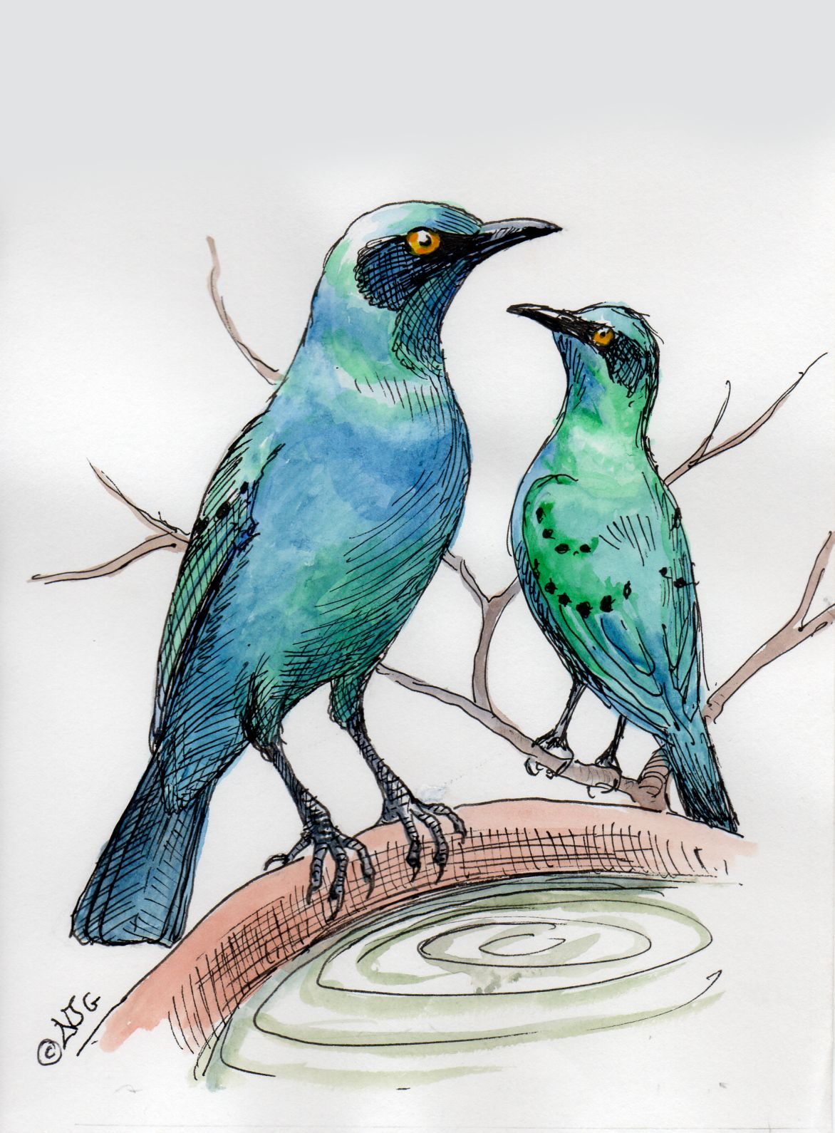 Greater Blue-Eared Starling