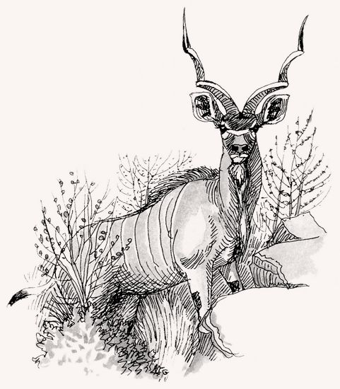 Greater Kudu illustration