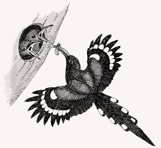 Green Wood-Hoopoe illustration