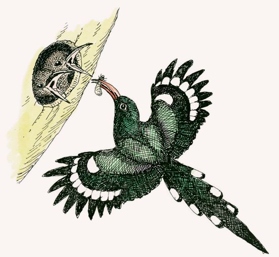 Green Wood-Hoopoe