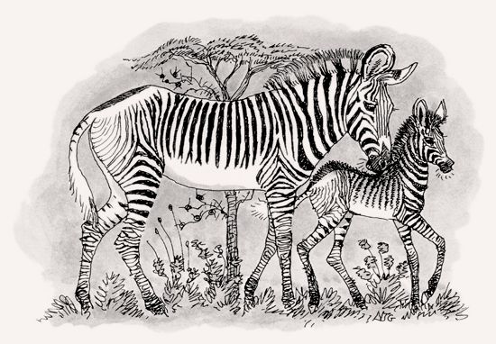Grevy’s Zebra illustration