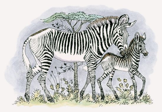 Grevy’s Zebra