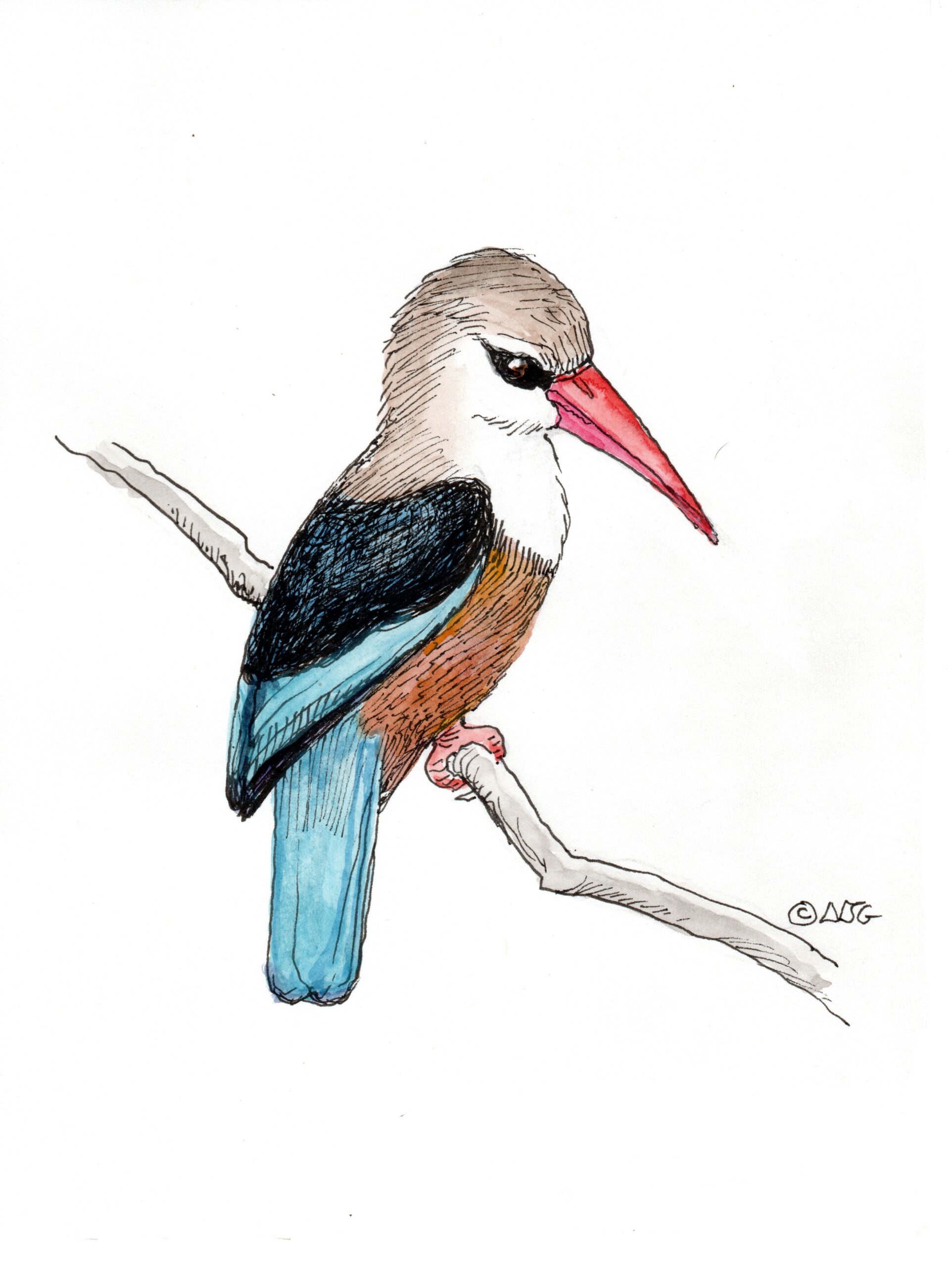 Grey headed kingfisher