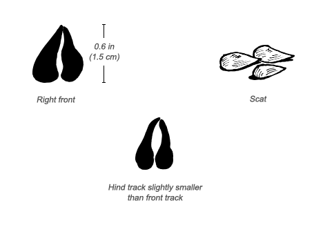 Guenther’s Dik-dik tracks and scat