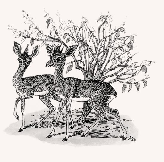 Guenther’s Dik-dik illustration