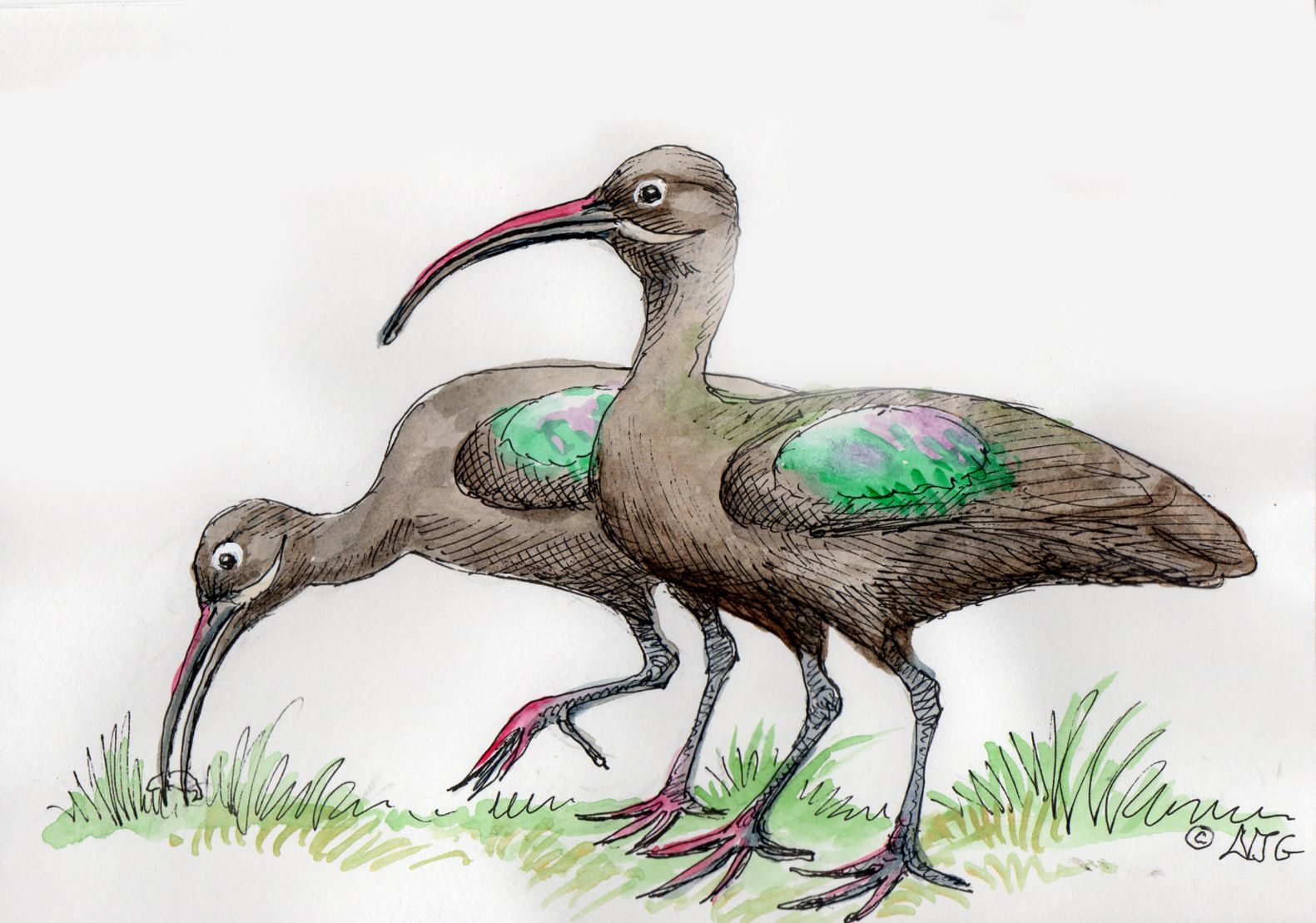 Hadada Ibis