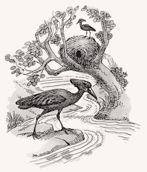 Hammerkop illustration