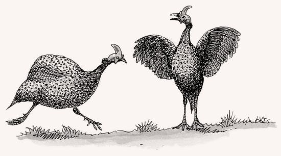 Helmeted Guineafowl illustration