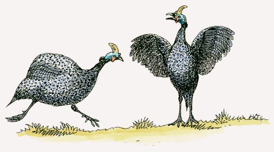 Helmeted Guineafowl