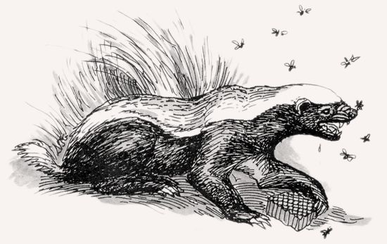 Honey Badger illustration