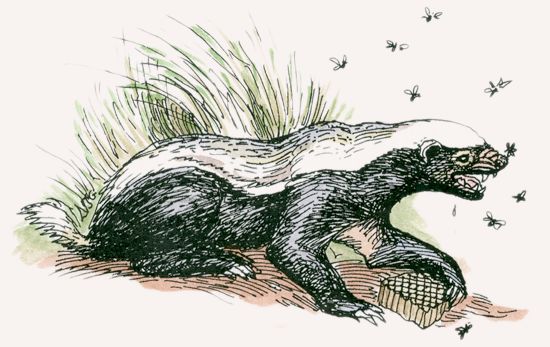 Honey Badger