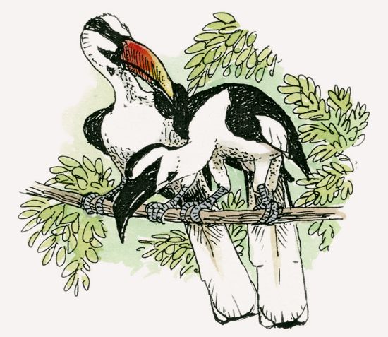 Von der Decken’s Hornbill