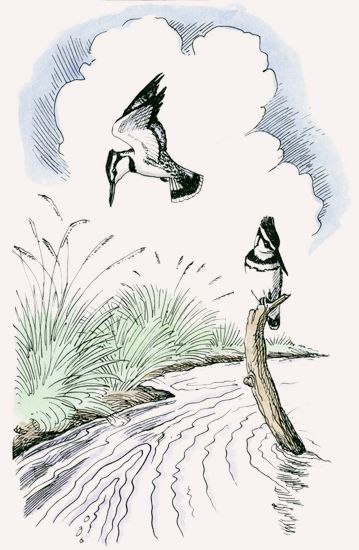 Pied Kingfisher