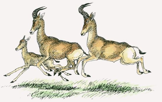 Laikipia Hartebeest