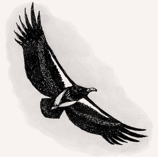 Lappet-faced Vulture illustration