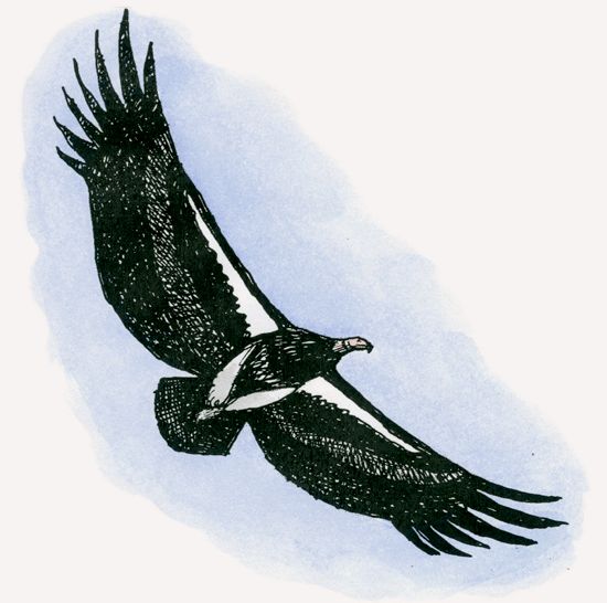 Lappet-faced Vulture