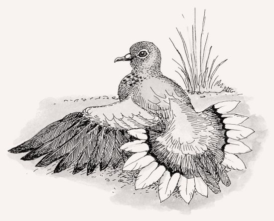 Laughing Dove illustration
