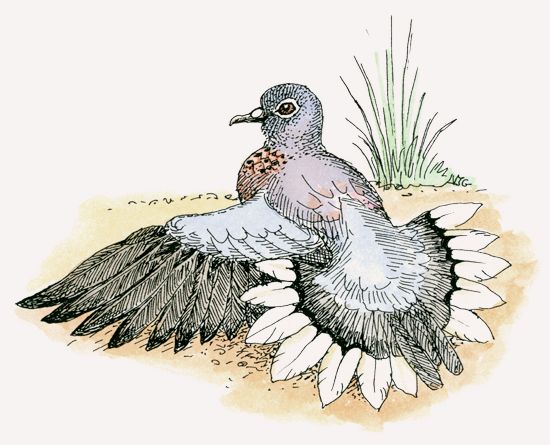 Laughing Dove