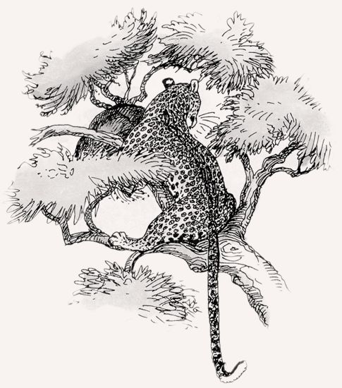 Leopard illustration