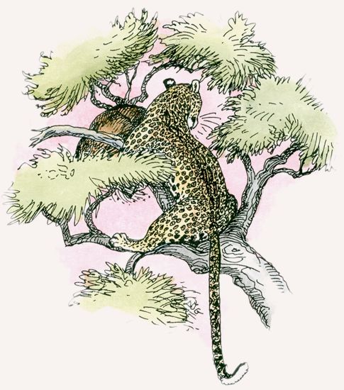 Leopard