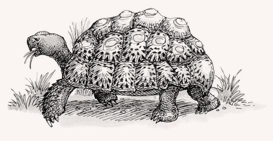 Leopard Tortoise illustration