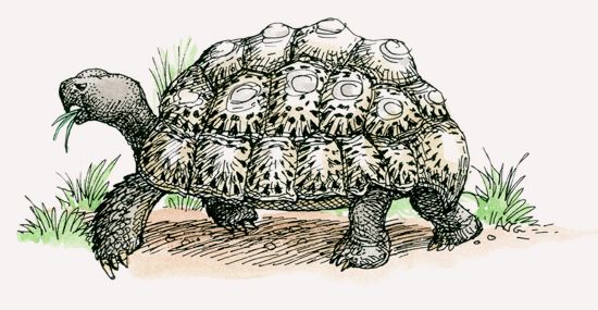 Leopard Tortoise