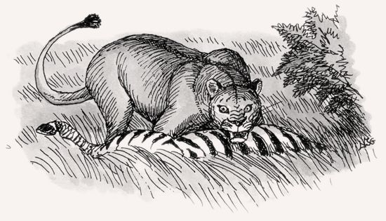 Lion illustration