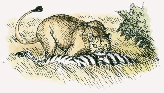 Lion
