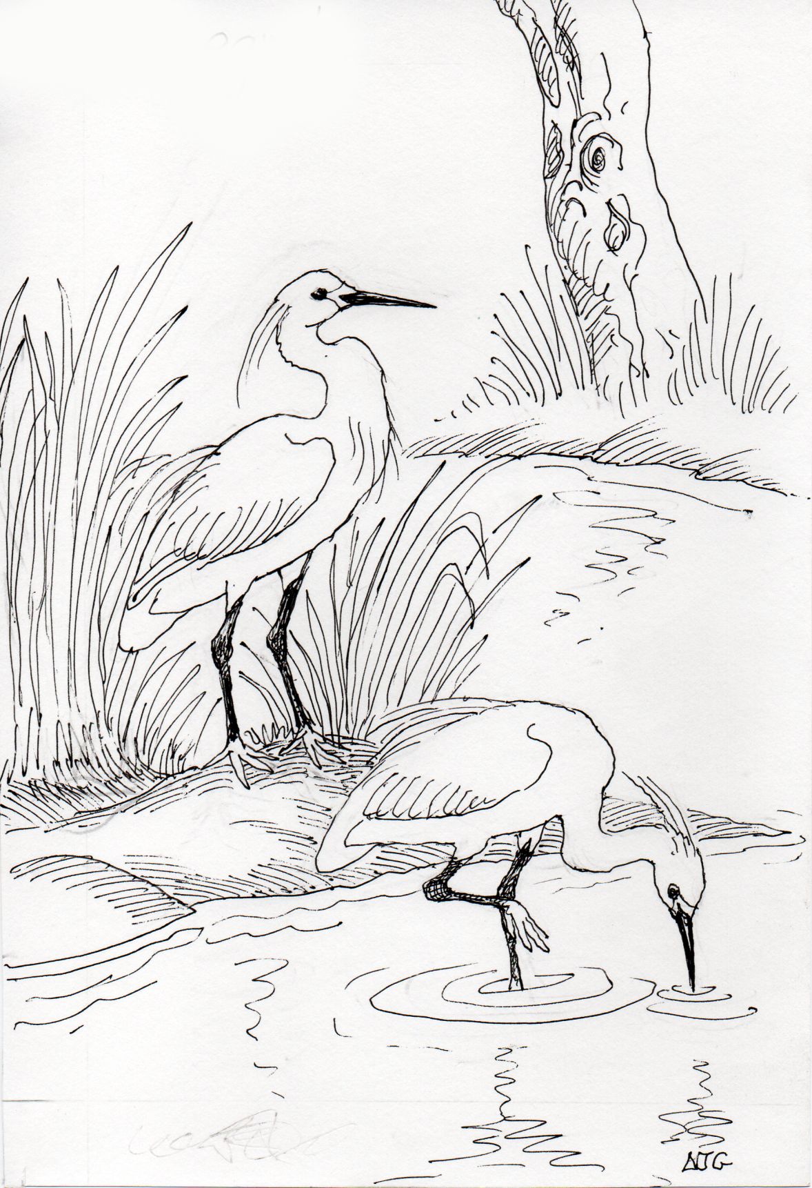 Little Egret illustration